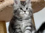 Simba - Maine Coon Cat For Sale - Hollywood&comma; FL&comma; US