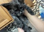 Black smoke male - Maine Coon Cat For Sale - Jacksonville&comma; FL&comma; US