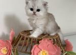 Coco - British Shorthair Cat For Sale - Seattle&comma; WA&comma; US