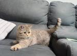 Chocolate spotted tabby British shorthair girl - British Shorthair Cat For Sale - Spokane&comma; WA&comma; US