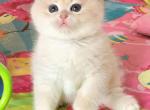Nellie - British Shorthair Cat For Sale - Hollywood&comma; FL&comma; US