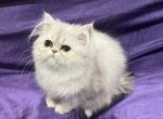 November 16 litter - Persian Cat For Sale - Alameda&comma; CA&comma; US