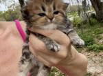 Golden Marble LH - Scottish Straight Cat For Sale - Sun City Center&comma; FL&comma; US