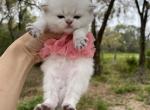 Golden point chinchilla girl - Scottish Straight Cat For Sale - Sun City Center&comma; FL&comma; US