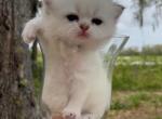 Golden point chinchilla straight boy - Scottish Straight Cat For Sale - Sun City Center&comma; FL&comma; US