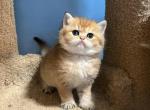 Max - British Shorthair Cat For Sale - Renton&comma; WA&comma; US