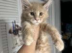 Ostin - Maine Coon Cat For Sale - Hollywood&comma; FL&comma; US