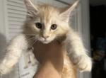 Oliver - Maine Coon Cat For Sale - Hollywood&comma; FL&comma; US