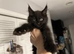 Dusty - Maine Coon Cat For Sale - Hollywood&comma; FL&comma; US