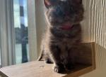 Berry - British Shorthair Cat For Sale - Jacksonville&comma; FL&comma; US