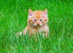 KITTENS COMING SOON - Domestic Cat For Sale - New Holland&comma; PA&comma; US
