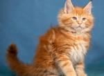 Rubin - Maine Coon Cat For Sale - Miami&comma; FL&comma; US