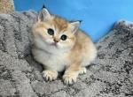 Chloe - British Shorthair Cat For Sale - Renton&comma; WA&comma; US