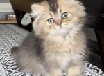 Longhair - British Shorthair Cat For Sale - Johns Creek&comma; GA&comma; US