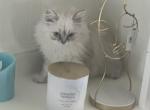 Giorgio - Ragamuffin Cat For Sale - Oklahoma City&comma; OK&comma; US