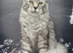 Enchanted Willow - Maine Coon Cat For Sale - Elk Grove&comma; CA&comma; US