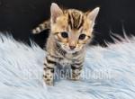 TICA Bengal Male Fynn - Bengal Cat For Sale - Daytona Beach&comma; FL&comma; US