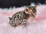 TICA Bengal Female Flora - Bengal Cat For Sale - Daytona Beach&comma; FL&comma; US