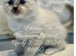 GORGEOUS BLUEPOINT KITTENS - Ragdoll Cat For Sale - Mount Joy&comma; PA&comma; US