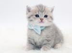 Blue golden tabby Scottish Straight boy - Scottish Straight Cat For Sale - Spokane&comma; WA&comma; US
