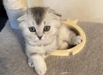 Niki - Scottish Fold Cat For Sale - New York&comma; NY&comma; US
