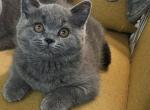 Luna - Scottish Straight Cat For Sale - New York&comma; NY&comma; US