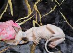 Verona - Sphynx Cat For Sale - Mundelein&comma; IL&comma; US