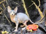 Grace - Sphynx Cat For Sale - Mundelein&comma; IL&comma; US