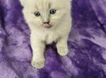 Ragdoll kittens for sale - Ragdoll Cat For Sale - Jacksonville&comma; NC&comma; US