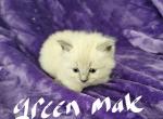 Blue mink Ragdoll male 1 - Ragdoll Cat For Sale - Jacksonville&comma; NC&comma; US