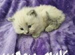 Blue mink ragdoll male 2 - Ragdoll Cat For Sale - Jacksonville&comma; NC&comma; US