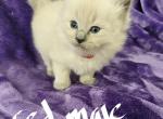 Blue mink ragdoll 3 - Ragdoll Cat For Sale - Jacksonville&comma; NC&comma; US