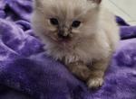 Tortie seal mink ragdoll - Ragdoll Cat For Sale - Jacksonville&comma; NC&comma; US