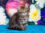 Bogatyr - Siberian Cat For Sale - Norwalk&comma; CT&comma; US