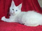 Romeo&lowbar; - Maine Coon Cat For Sale - Miami&comma; FL&comma; US