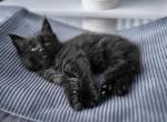 Eddi - Maine Coon Cat For Sale - Miami&comma; FL&comma; US