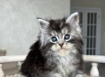 Lancelot - Maine Coon Cat For Sale - Miami&comma; FL&comma; US
