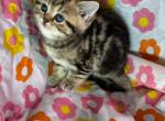 Cookie - British Shorthair Cat For Sale - Gainesville&comma; GA&comma; US