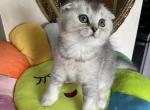 Lora - Scottish Fold Cat For Sale - Brooklyn&comma; NY&comma; US