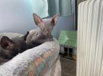 Blue Sphynx - Sphynx Cat For Sale - Chicago&comma; IL&comma; US