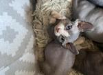 Dwelf Female - Bambino Cat For Sale - Chicago&comma; IL&comma; US