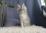 Yota - Maine Coon Cat For Sale - Hollywood&comma; FL&comma; US