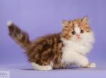 Gordon - Scottish Straight Cat For Sale - Hollywood&comma; FL&comma; US