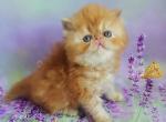 Margo - Persian Cat For Sale - Hollywood&comma; FL&comma; US