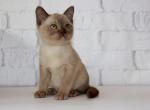 Nola - Burmese Cat For Sale - Pembroke Pines&comma; FL&comma; US