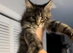 Ricky - Maine Coon Cat For Sale - Hollywood&comma; FL&comma; US