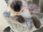Britt RESERVED - Balinese Cat For Sale - CA&comma; US