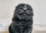 Baron - Scottish Fold Cat For Sale - Hollywood&comma; FL&comma; US