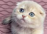 Tequila - Scottish Fold Cat For Sale - Hollywood&comma; FL&comma; US