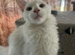 Griffin - Maine Coon Cat For Sale - Chipley&comma; FL&comma; US